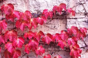 Villeneuve-les-Avignon, Gard, France jigsaw puzzle