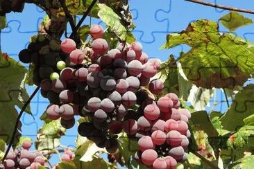 Uvas jigsaw puzzle