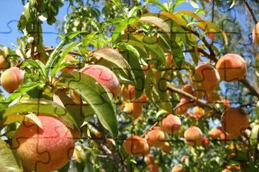 Duraznos jigsaw puzzle