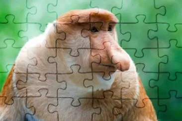 Scimmia dalla proboscide