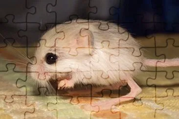 Topo canguro pallido jigsaw puzzle