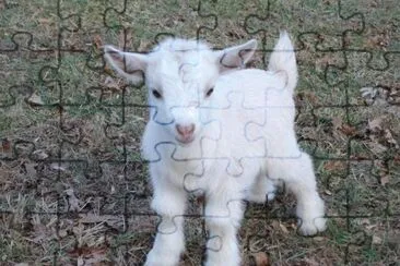 Capra pigmeo