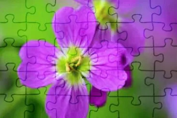 èŠ±æœµ jigsaw puzzle