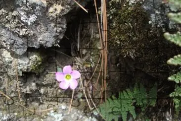 Flor del bosque