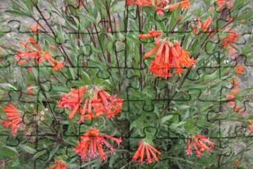 Flor tubular