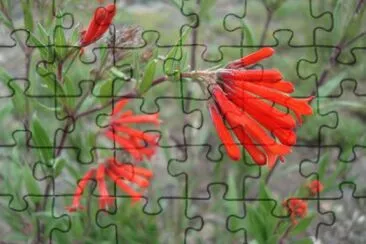 Flor tubo jigsaw puzzle
