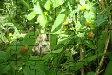 פאזל של Verde amarillo
