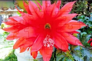 Flor de cactus jigsaw puzzle