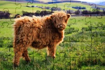 Vacca delle highlander