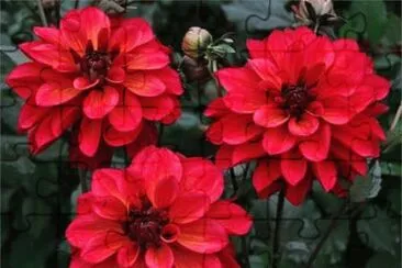 imagem jigsaw puzzle