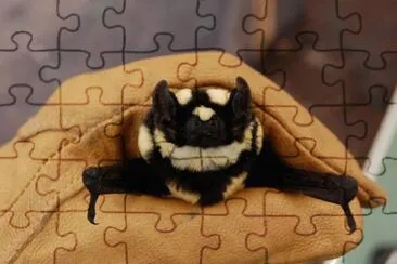 Pipistrello panda jigsaw puzzle