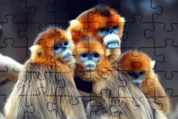 Rhinopithecus roxellana jigsaw puzzle