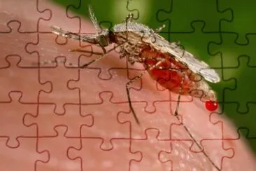 Zanzara anopheles jigsaw puzzle