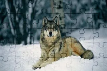 Lupo grigio jigsaw puzzle