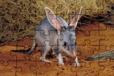 Bilby jigsaw puzzle