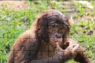 פאזל של Bonobo