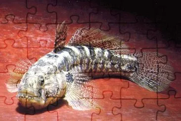 Ghiozzo