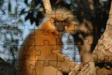 Langur