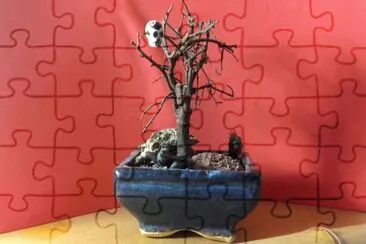 bonsai