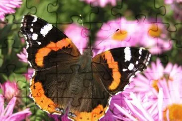 Vanessa atalanta