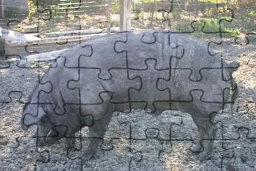 Verro jigsaw puzzle