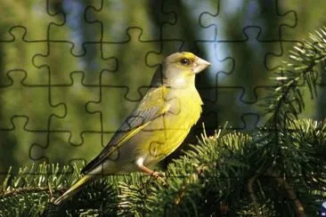 Verdone jigsaw puzzle