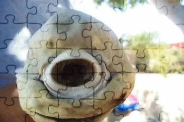 Squalo ciclope jigsaw puzzle