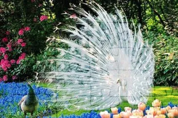 imagem jigsaw puzzle