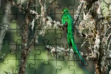 Uccello del paradiso verde brillante jigsaw puzzle