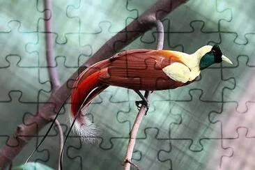 Uccello del paradiso rossa jigsaw puzzle