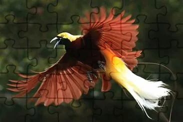 Uccello del paradiso minore