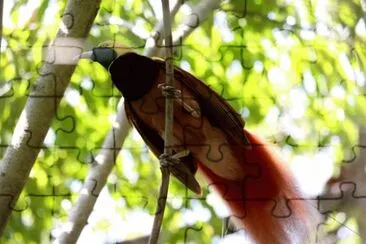 פאזל של Uccello del paradiso di raggi