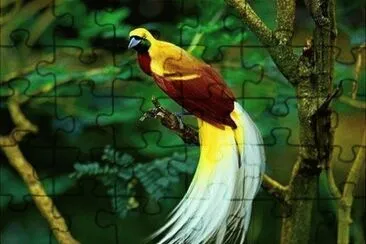 Uccello del paradiso apoda jigsaw puzzle