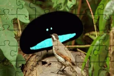 Uccello del paradiso fucile danza per la femmina jigsaw puzzle