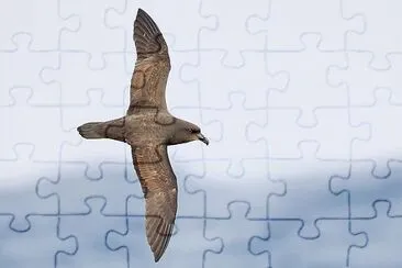 Petrello ali grandi jigsaw puzzle