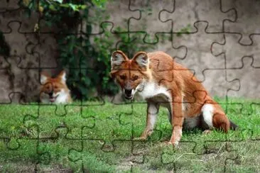 פאזל של Dhole