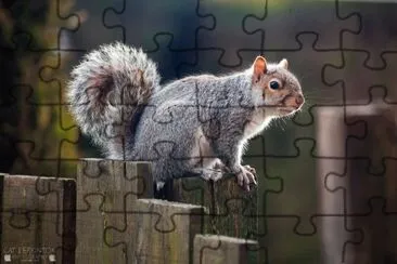 Grey Squirrell jigsaw puzzle