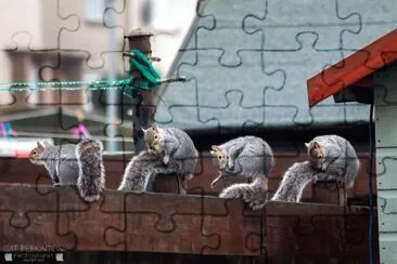 Squirrell yoga class jigsaw puzzle