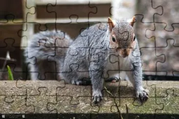 Inquisitive Squirrell jigsaw puzzle