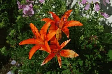 lys au jardin