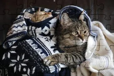 Cats