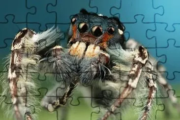 פאזל של Dancing spider