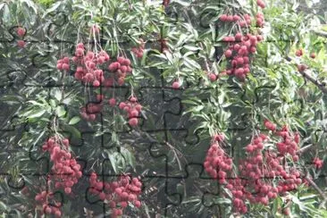 Lychee jigsaw puzzle