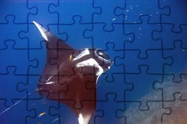 פאזל של Manta