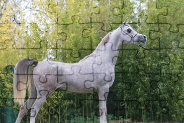 Arabo egiziano