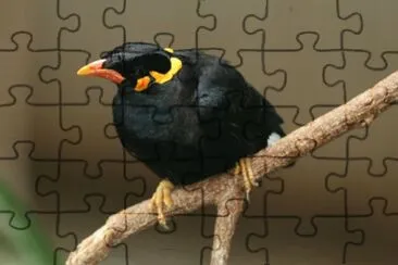 Gracula religiosa jigsaw puzzle