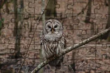 Allocco jigsaw puzzle