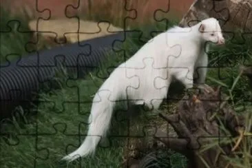 פאזל של Moffetta bianca