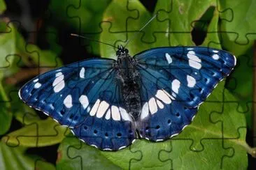Limenitis camilla