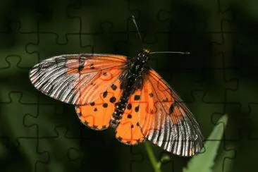 Acraea horta